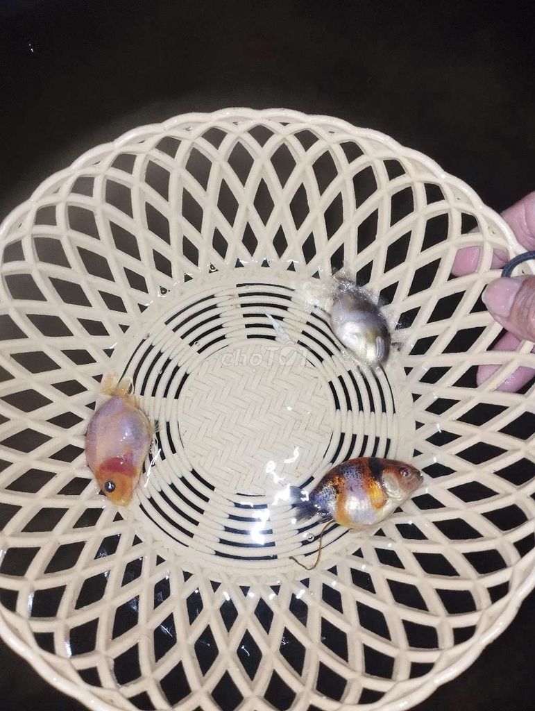 Cá Ranchu 1-2 ngón Đa dạng. Mua bán Thú cưng khác tại Thành phố Thủ Đức Tp Hồ Chí Minh được đăng bởi Huynhtuan hình 1