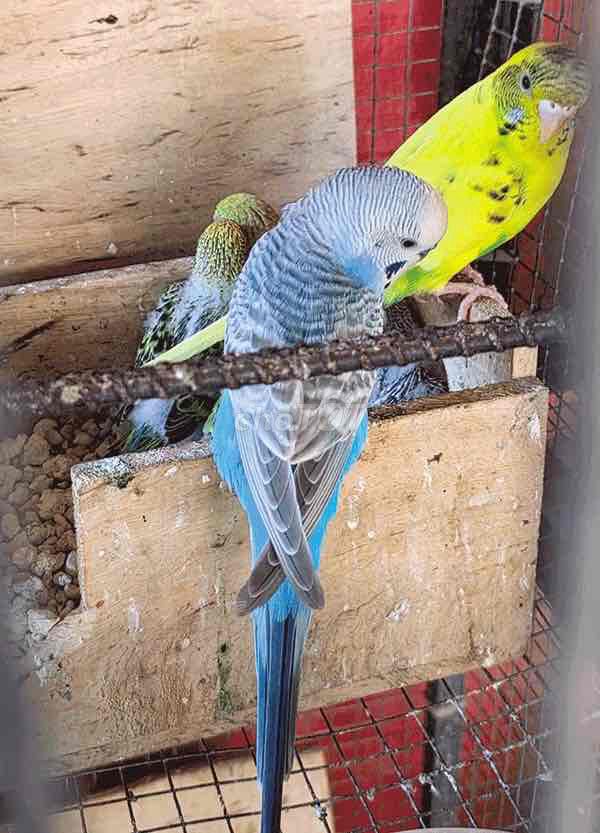 Chim Yến Phụng trống mái. Mua bán Chim tại Thành phố Trà Vinh Trà Vinh được đăng bởi Chim Vẹt Trà Vinh hình 1