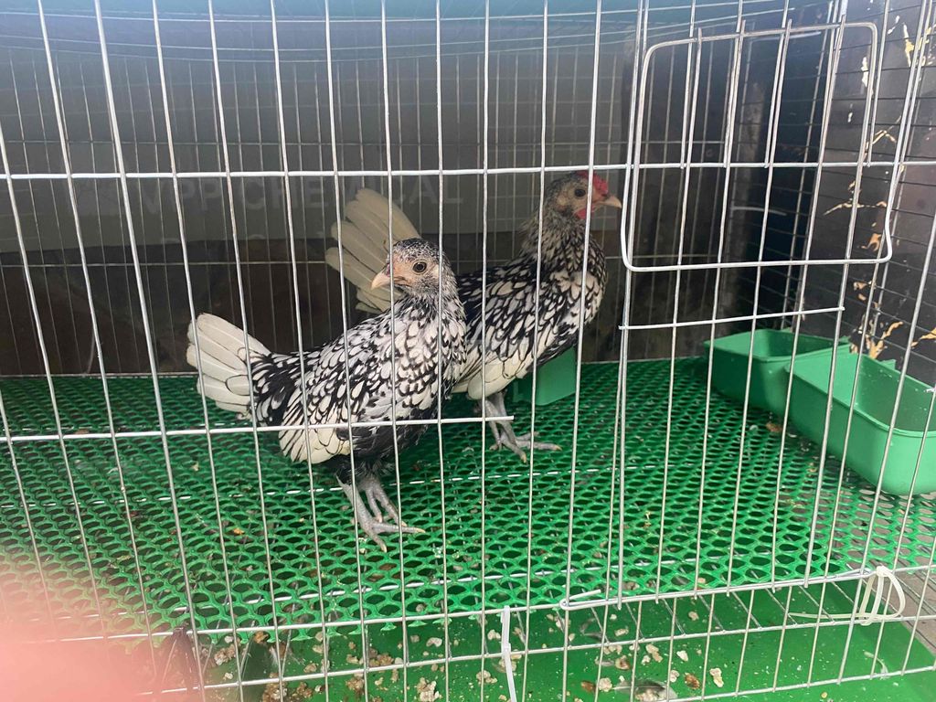 Gà vảy cá Đen trắng 1 cặp. Mua bán Gà tại Quận 8 Tp Hồ Chí Minh được đăng bởi Chuyên Hàng Nhật 2Hand hình 1