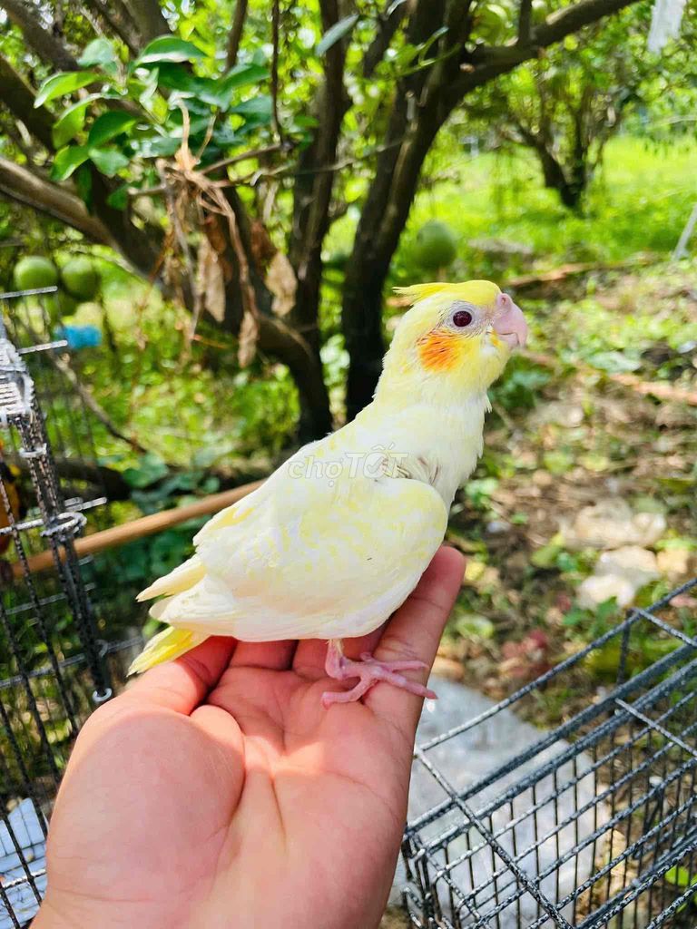 Vẹt Cockatiel Lutino Pear Vàng. Mua bán Chim tại Quận Ninh Kiều Cần Thơ được đăng bởi Bh hình 1