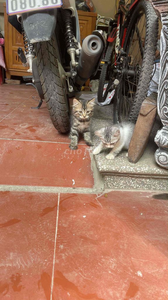 Aln tabby