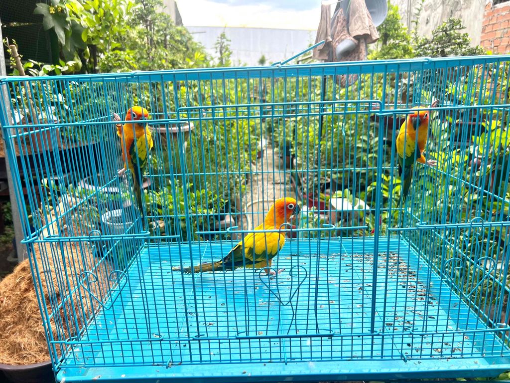 Vẹt Sun Conure Vàng cam xanh. Mua bán Chim tại Huyện Hóc Môn Tp Hồ Chí Minh được đăng bởi Dương Nguyễn hình 1