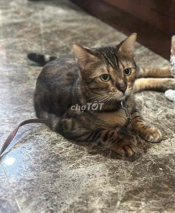 Mèo Bengal 2 tuổi