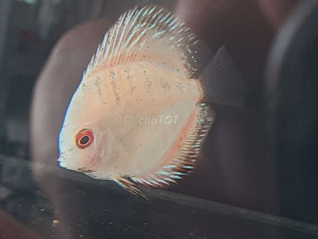 Bán em cá dĩa tại Q8. Mua bán Thú cưng khác tại Quận 8 Tp Hồ Chí Minh được đăng bởi Du hình 1