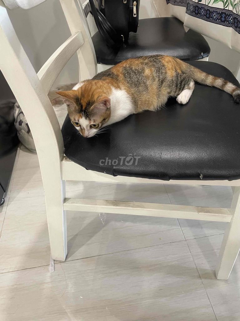 Mèo tam thể cái 6 tháng. Mua bán Mèo tại Quận Bình Tân Tp Hồ Chí Minh được đăng bởi Tên chưa cung cấp hình 1