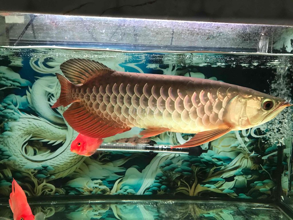 Cá Rồng Tím 37-38cm. Mua bán Thú cưng khác tại Quận 11 Tp Hồ Chí Minh được đăng bởi THANH TÙNG hình 1