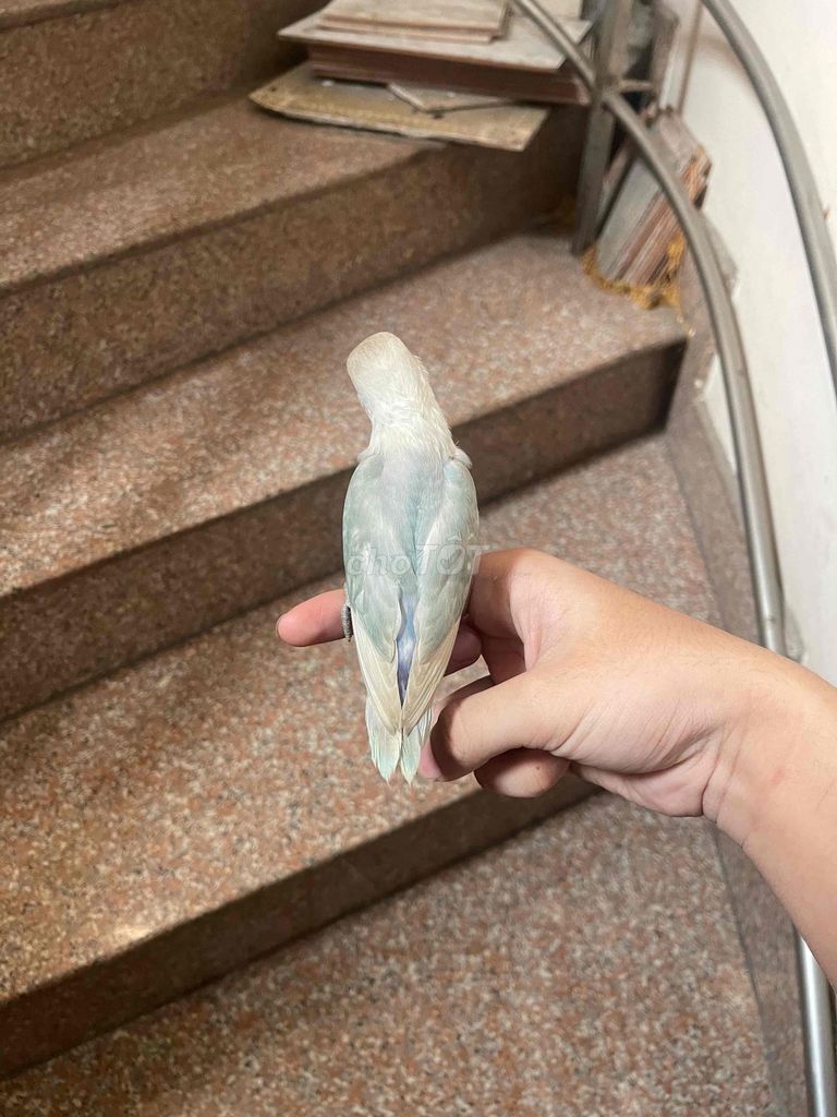 Chim Lovebird xanh dương 1 tháng hơn quấn chủ. Mua bán Chim tại Quận Bình Tân Tp Hồ Chí Minh được đăng bởi Minh Thiện hình 1