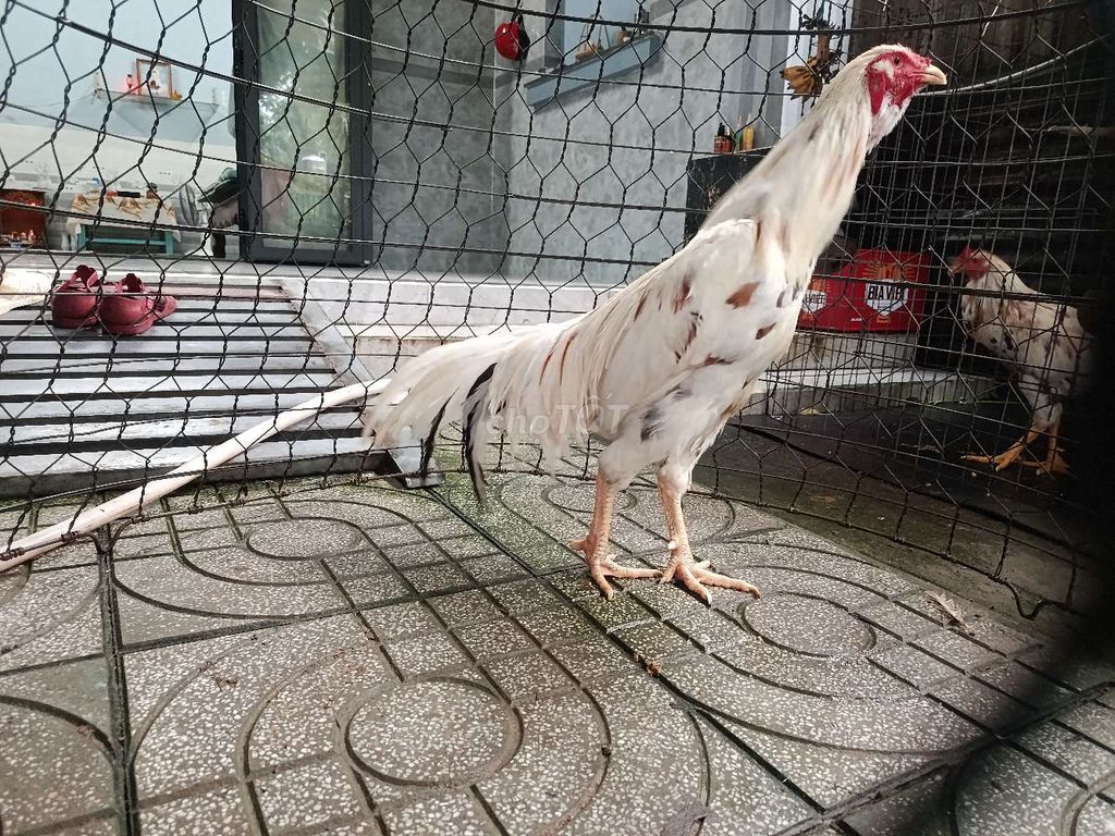 Gà tơ trống Trắng đốm. Mua bán Gà tại Huyện Củ Chi Tp Hồ Chí Minh được đăng bởi Lê Ngọc Bảo hình 1