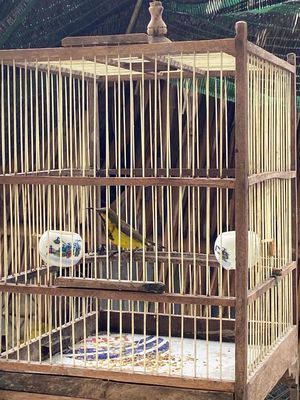 chim to con dài đòn tố chất. Mua bán Chim tại Thị xã Bến Cát Bình Dương được đăng bởi Gà Thái Mỹ