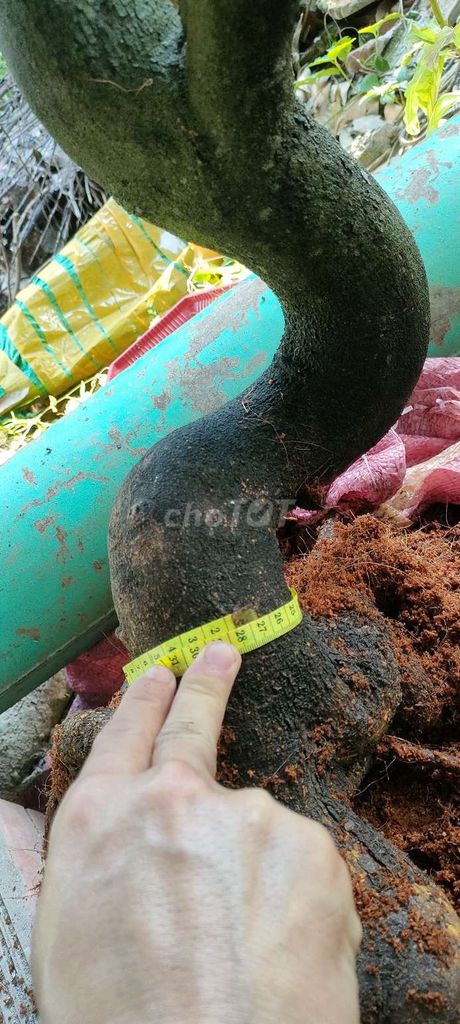 Cho Cây cảnh Mai hình thú 4 chân trang trí. Mua bán Cây cảnh, đồ trang trí tại Quận Ô Môn Cần Thơ được đăng bởi nguyễn Quân hình 1