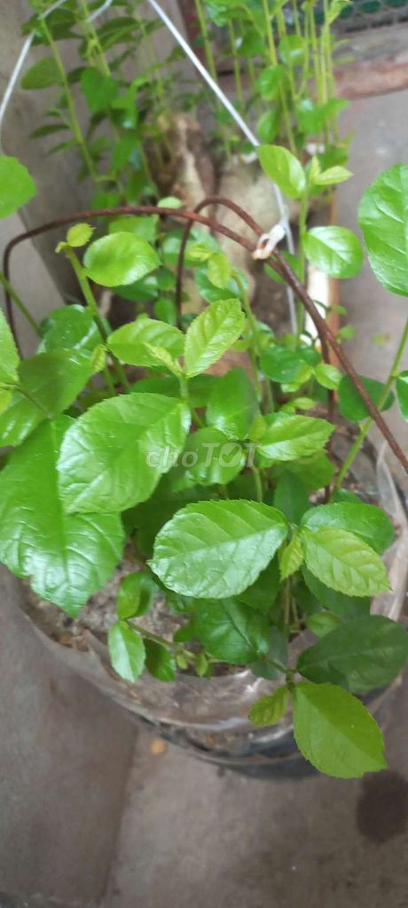 Cây cảnh Duối cao 20cm, gốc 50-70cm. Mua bán Cây cảnh, đồ trang trí tại Huyện Đông Anh Hà Nội được đăng bởi Ngọc Anh Ngọc Anh hình 1