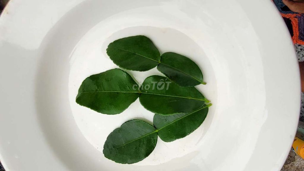 2 chai muối ớt lá chúc đặc biệt. Mua bán Đồ ăn, thực phẩm và các loại khác tại Thành phố Tân An Long An được đăng bởi Tan Phat hình 7