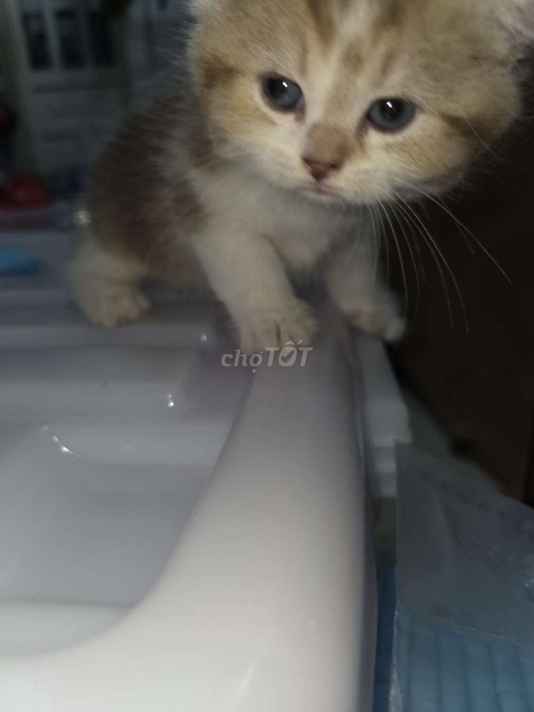 Mèo aln cái bánh bao. Mua bán Mèo tại Thành phố Biên Hòa Đồng Nai được đăng bởi Mr Tit hình 1