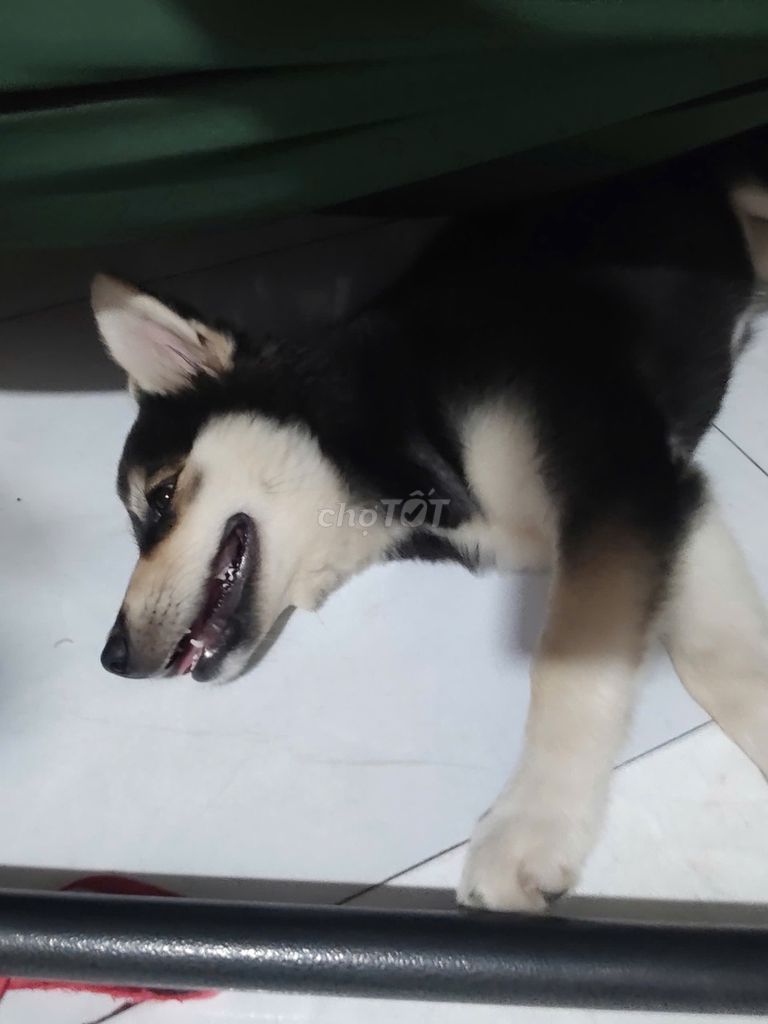 Chó Alaska lai Husky 3 tháng. Mua bán Chó tại Thị xã Tân Uyên Bình Dương được đăng bởi Cường Trần hình 1