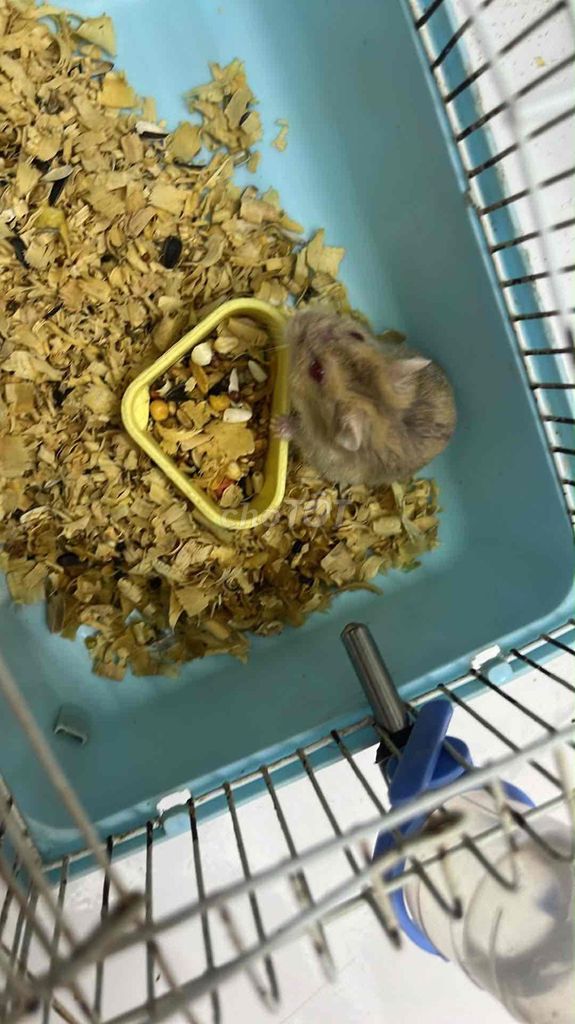 Chuột Hamster trà sữa WW cute 🐹. Mua bán Thú cưng khác tại Huyện Thanh Trì Hà Nội được đăng bởi Vũ Hà hình 1