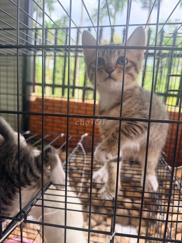 Mèo Anh lông ngắn lai vằn. Mua bán Mèo tại Huyện Cư Kuin Đắk Lắk được đăng bởi Tố Phong hình 1