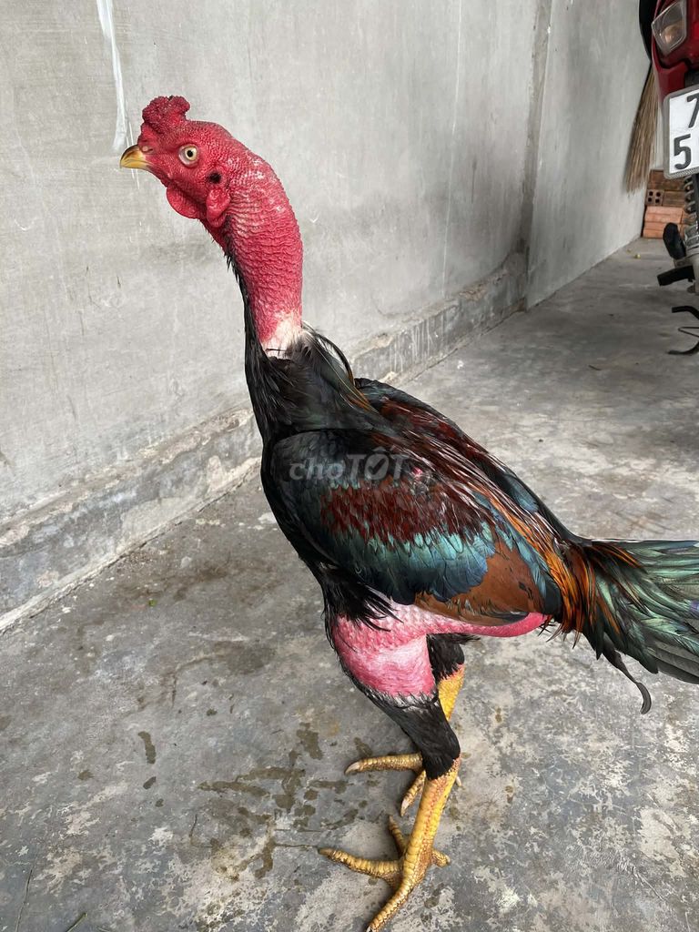Gà tơ - Có video. Mua bán Gà tại Huyện Cam Lâm Khánh Hòa được đăng bởi Sang hình 1