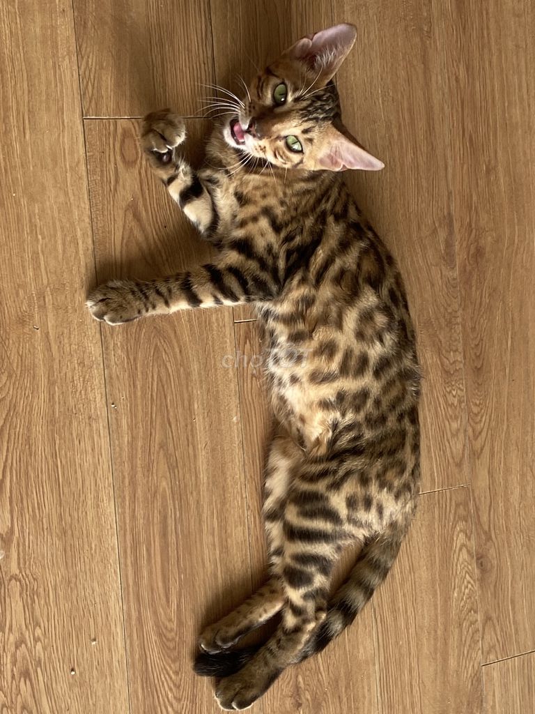 Mèo Bengal cái 6 tháng vàng đốm đen. Mua bán Mèo tại Quận Cầu Giấy Hà Nội được đăng bởi Tên chưa cung cấp hình 1