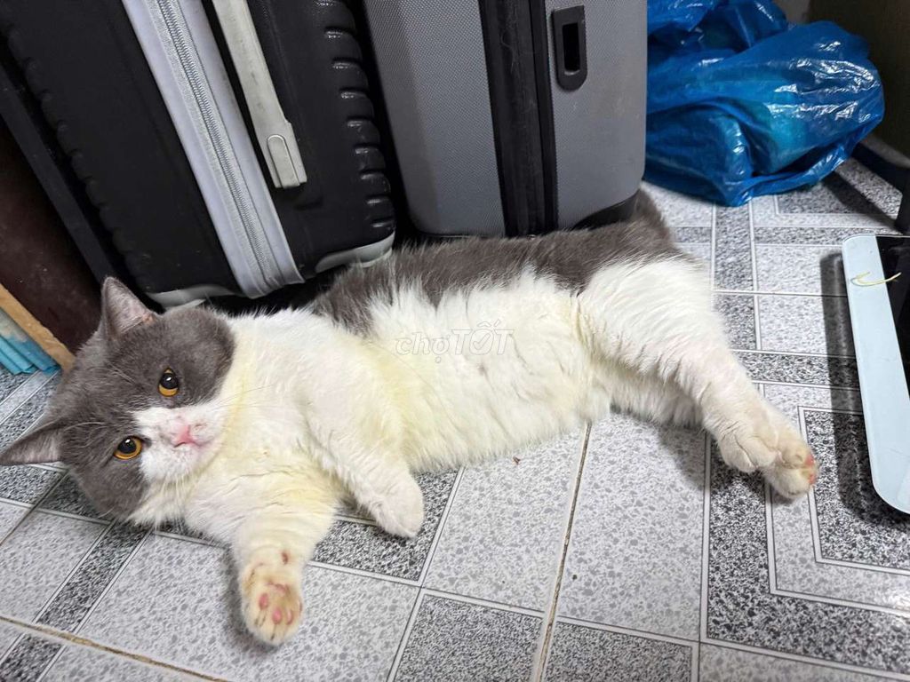 Mèo Anh chân ngắn lông ngắn đực 2 năm. Mua bán Mèo tại Quận 5 Tp Hồ Chí Minh được đăng bởi Trần Thế Sang hình 1