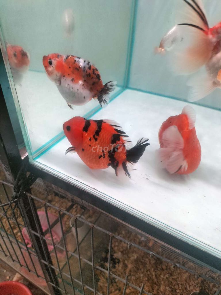 Oranda size 4 ngón