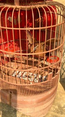 Họa mi 3 mùa hót xòe. Mua bán Chim tại Thành phố Tây Ninh Tây Ninh được đăng bởi Thành