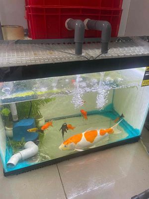 bán cá koi kèm bể 60*40. Mua bán Thú cưng khác tại Quận 7 Tp Hồ Chí Minh được đăng bởi phạm Văn Triển