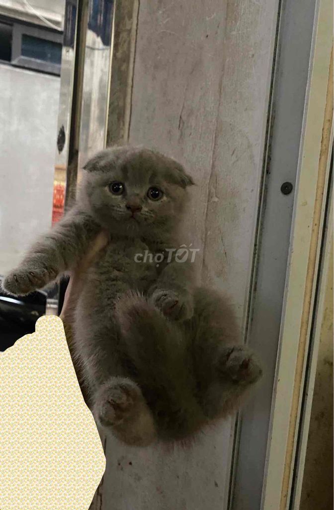Mèo con Xám tai cụp. Mua bán Mèo tại Quận Hà Đông Hà Nội được đăng bởi My Nhi hình 1