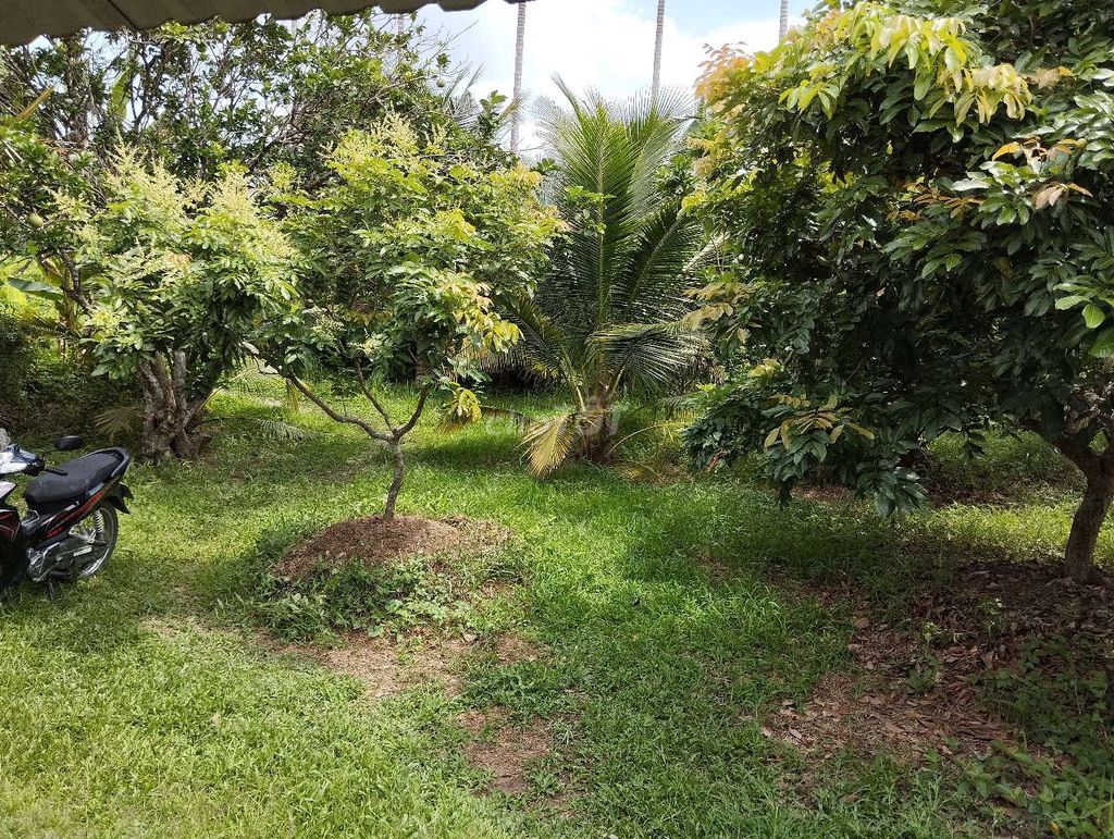 BÁN ĐẤT Ở+VƯỜN xã Phú Túc -Châu Thành Bến Tre