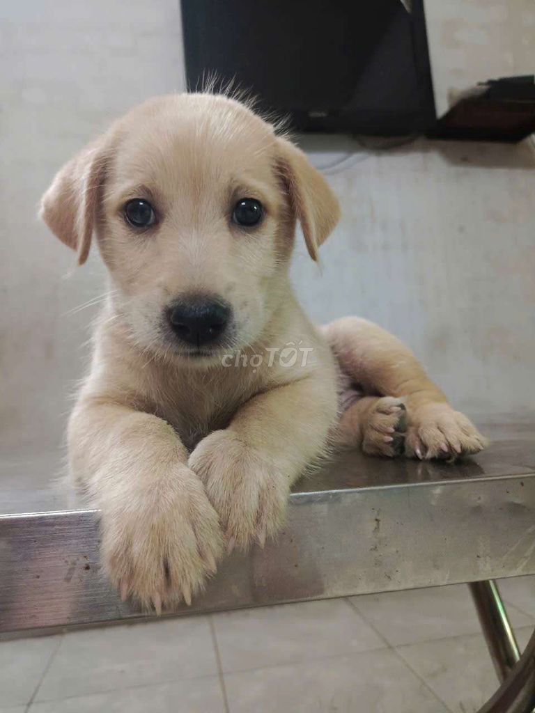 Labrador màu trắng kem thông minh thân thiện