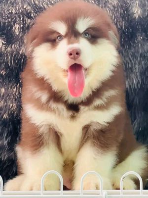 Chó Alaska Xám trắng 2 tháng