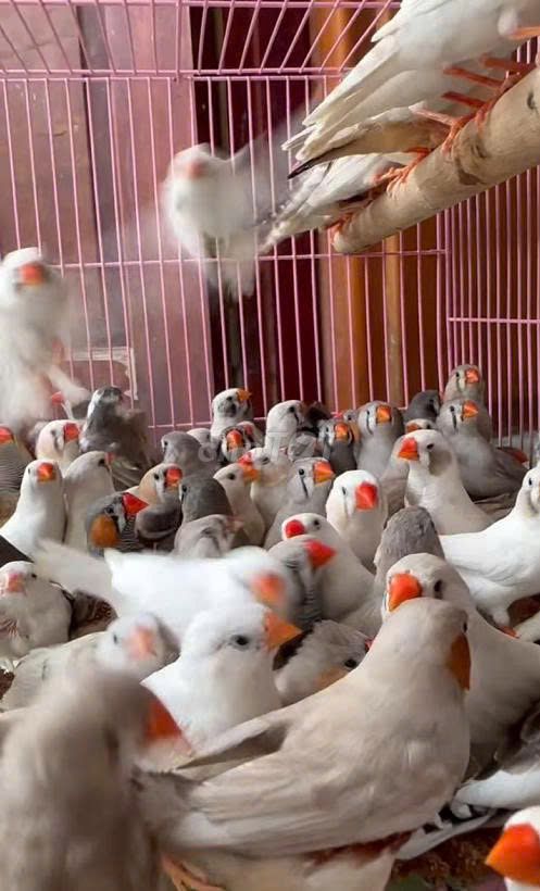 300/cặp Manh Manh Nhật. Mua bán Chim tại Quận Tân Bình Tp Hồ Chí Minh được đăng bởi Chim Cảnh Duy Tân hình 1