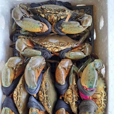 Sỉ cua Cà Mau – Giá từ 90k/kg, nhận đơn từ 10kg. Mua bán Đồ ăn, thực phẩm và các loại khác tại Huyện Thới Bình Cà Mau được đăng bởi  Út Cua Cà Mau