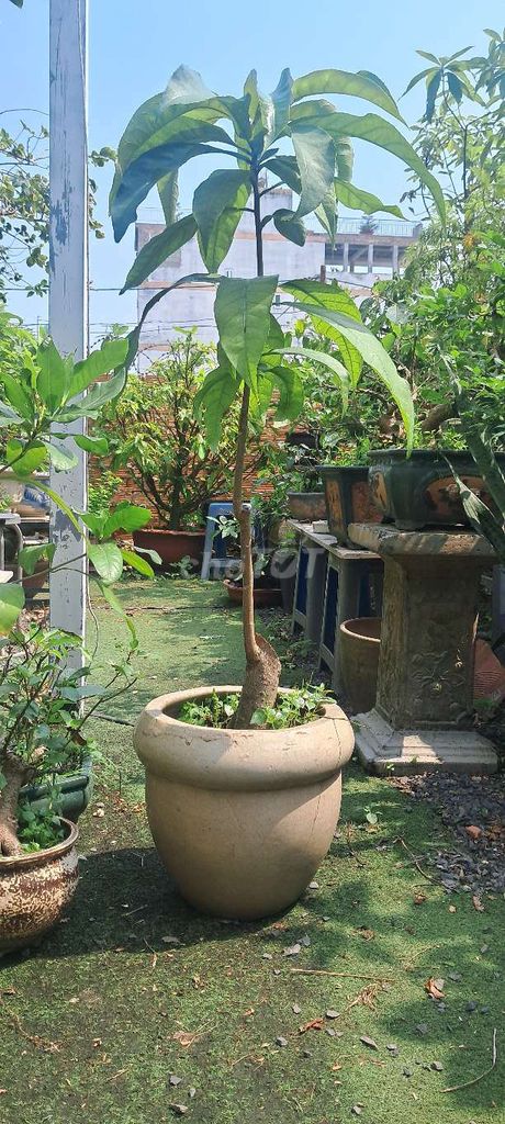 Cây cảnh Lộc vừng lá lớn. Mua bán Cây cảnh, đồ trang trí tại Quận Gò Vấp Tp Hồ Chí Minh được đăng bởi bonsai hoàng mộc  hình 1