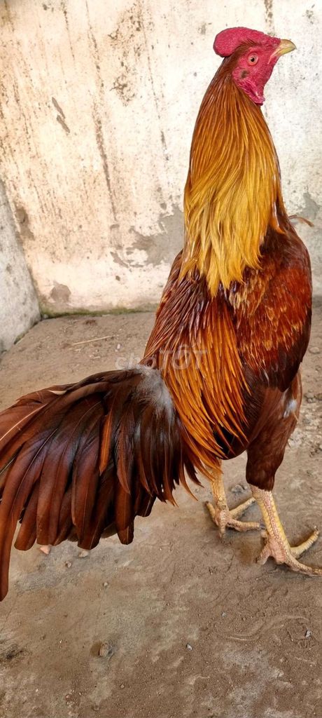 Gà Thái Mỹ Khét 3kg4 CHUẨN CỦA VIP max đạt trên 4k. Mua bán Gà tại Huyện Củ Chi Tp Hồ Chí Minh được đăng bởi Chicken Shop  hình 1