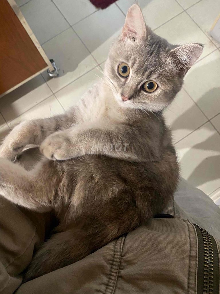 Mèo anh lông ngắn lai. Mua bán Mèo tại Quận Hoàng Mai Hà Nội được đăng bởi Trung Sơn hình 1