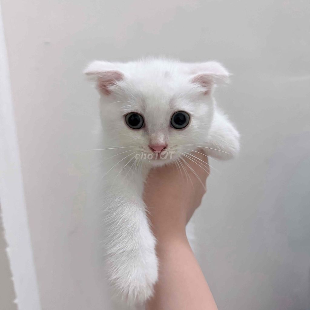 Mèo Anh lông ngắn tai cụp Trắng mắt xanh. Mua bán Mèo tại Quận Bình Thạnh Tp Hồ Chí Minh được đăng bởi Lam Lam hình 1