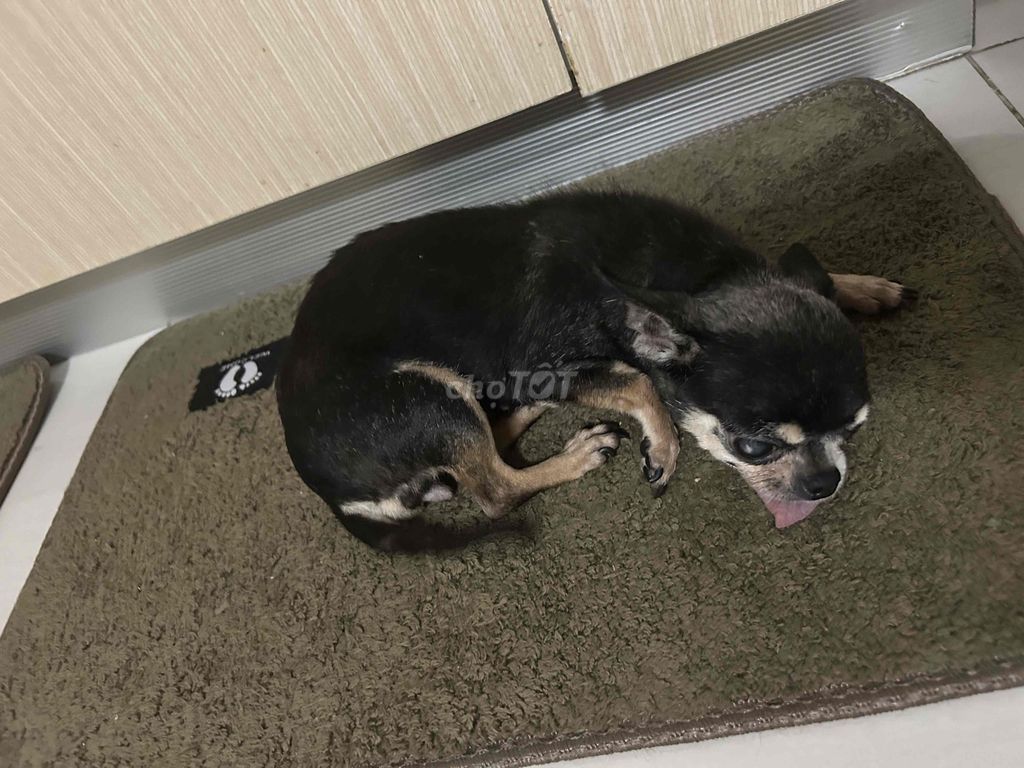 Chó Chihuahua Cái Đen vàng 1 năm. Mua bán Chó tại Huyện Gia Lâm Hà Nội được đăng bởi Anh Hải Long hình 1