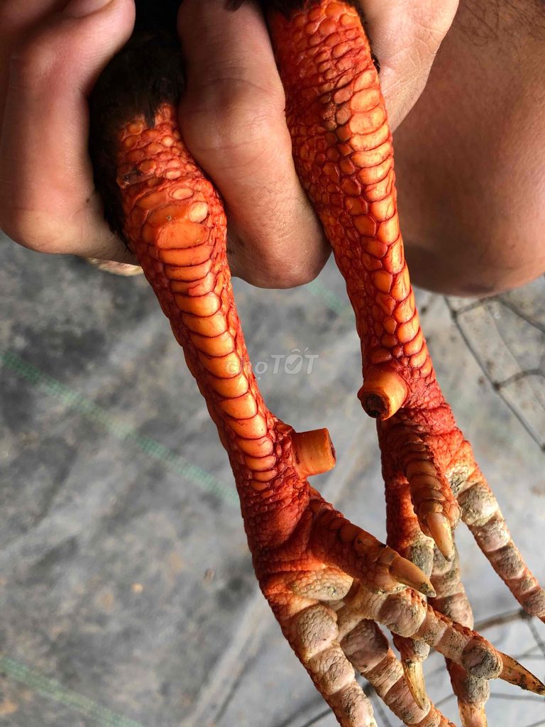 gà điều chan trắng 2kg8
