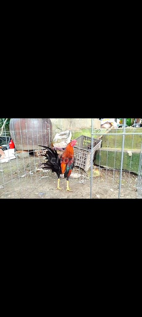 4 bé asill mỹ mau chơi. Mua bán Gà tại Huyện Chợ Mới An Giang được đăng bởi tre tt hình 2