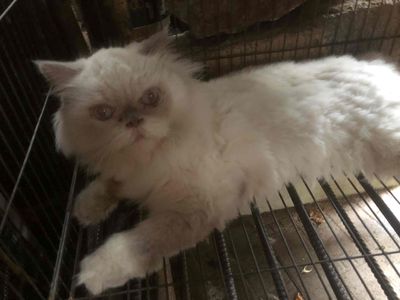 mèo nhà đang động đực đẻ 2 lứa rùi.. giờ e muốn là. Mua bán Mèo tại Quận Tân Phú Tp Hồ Chí Minh được đăng bởi MUA Gì ĐT Tên Nghèo CÁM ƠN