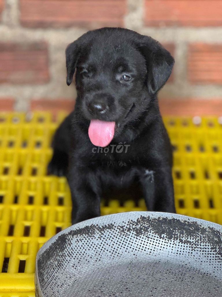 Labrador màu đen phong thuỷ tim bát mới ☘️☘️☘️. Mua bán Chó tại Thành phố Bà Rịa Bà Rịa - Vũng Tàu được đăng bởi Huyền chip hình 2