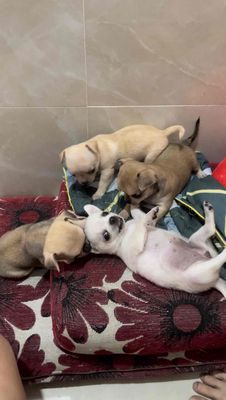 Chó Chihuahua  - 1 Tháng - 4 màu