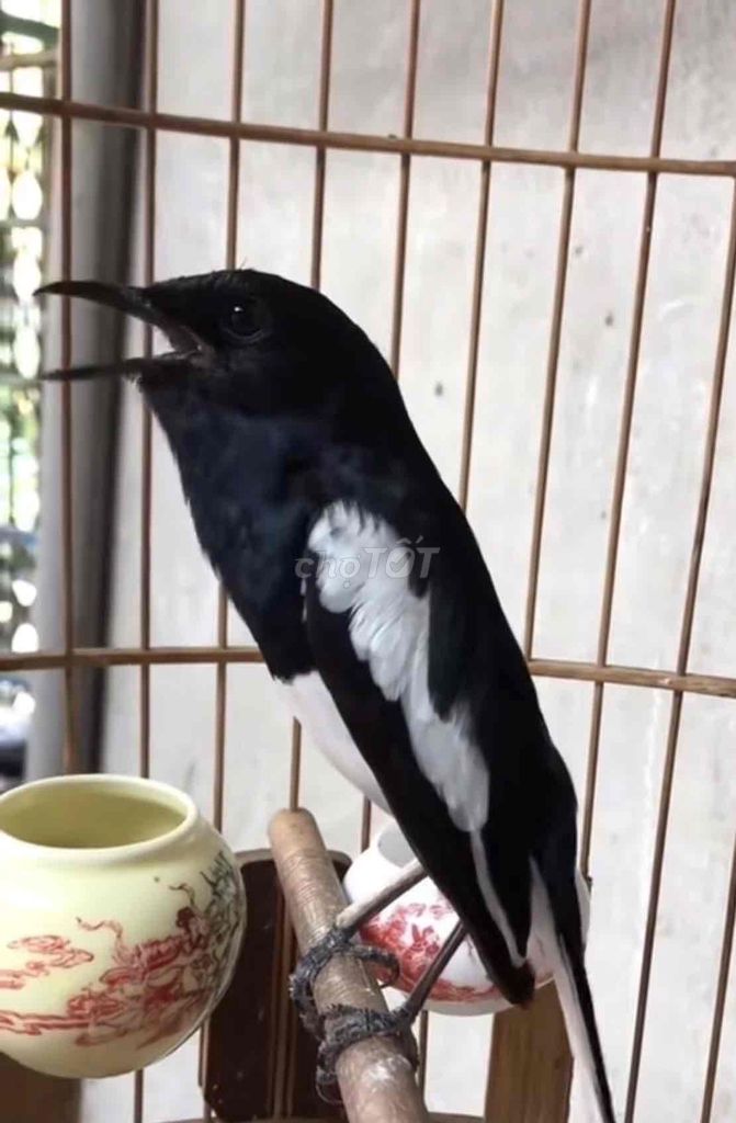 Chim Chích choè than Đen trắng. Mua bán Chim tại Thị xã Bến Cát Bình Dương được đăng bởi Chí Bảo hình 1