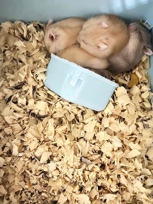 Bán 4 bé hamster ww 1 tháng tuổi 40k/bé