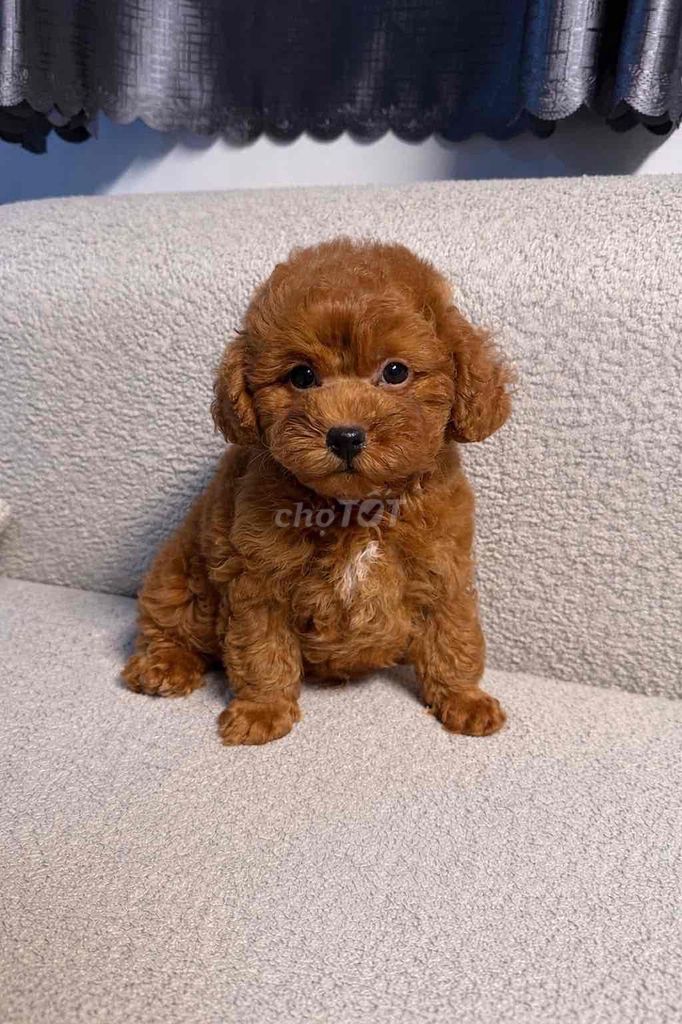 Chó Poodle Nâu đỏ 2 tháng. Mua bán Chó tại Quận 12 Tp Hồ Chí Minh được đăng bởi dung hình 1