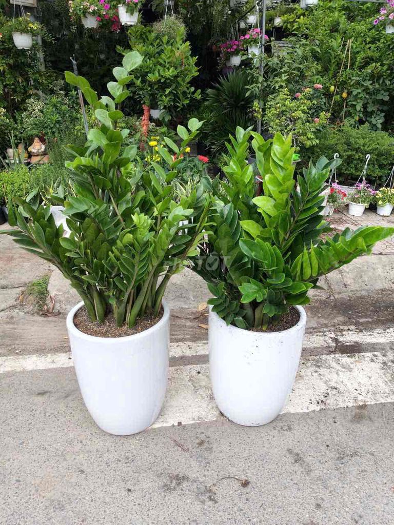 Chậu cây cảnh Gốm sứ Xanh lá Khỏe mạnh. Mua bán Cây cảnh, đồ trang trí tại Thành phố Thủ Dầu Một Bình Dương được đăng bởi Nguyễn Huệ hình 1