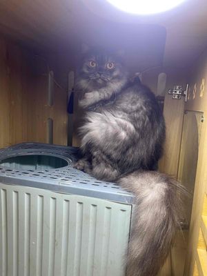 mèo anh lông dài. Mua bán Mèo tại Quận Hà Đông Hà Nội được đăng bởi Vũ Thu Thảo