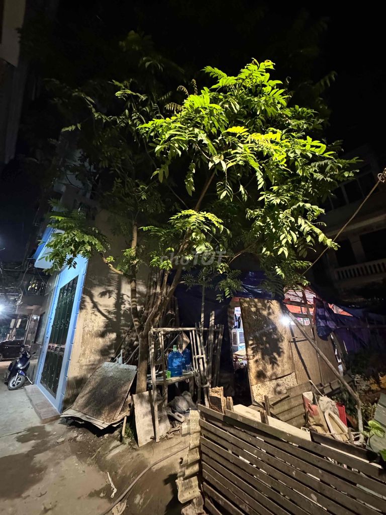 Bán cây sấu. Mua bán Cây cảnh, đồ trang trí tại Quận Bắc Từ Liêm Hà Nội được đăng bởi le hung hình 1