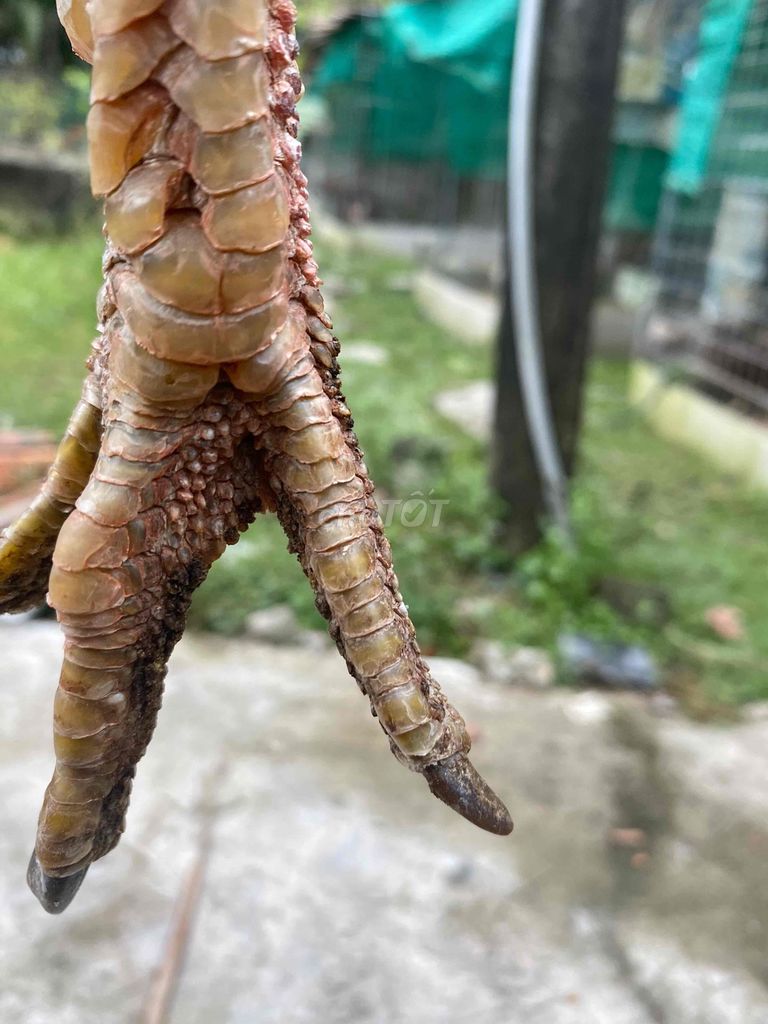 Gà nọc Siu Mỹ 4.5kg. Mua bán Gà tại Huyện Tam Bình Vĩnh Long được đăng bởi Thanh việt hình 1