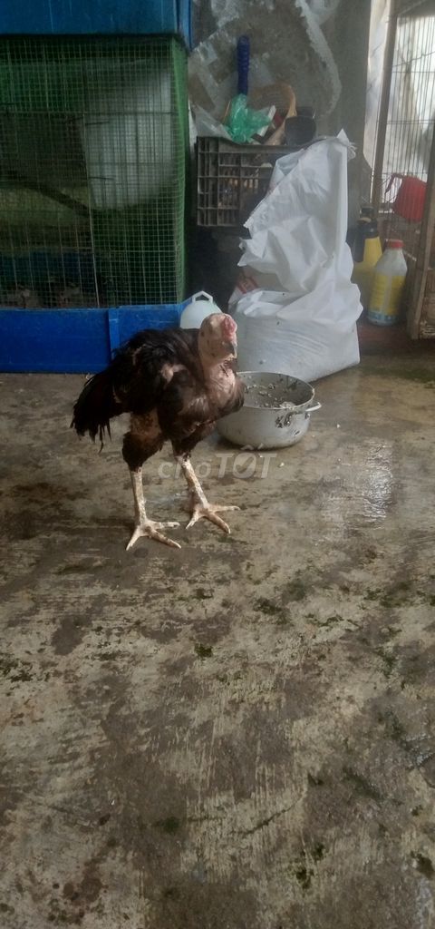 Gà bán thịt . Mua bán Gà tại Quận Liên Chiểu Đà Nẵng được đăng bởi Hung chan bo hình 1